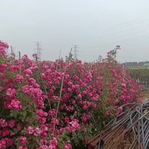 藤本月季，月季之都直发，质优价廉，全国发货，诚信经营