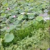 新鲜水果莲蓬基地直供，海南水果莲蓬全国各地可发
