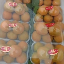 金太阳杏