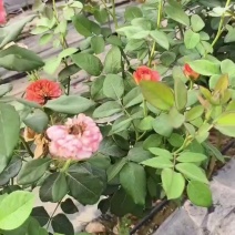 棒棒糖欧月月季，花型饱满浓香四溢，全国发货诚信经营