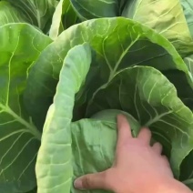 刚上市甘蓝