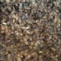 苍耳