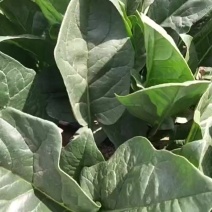 大叶菠菜