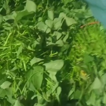 精品龙九红薯苗大量上市货源充足长年供货看质量保证