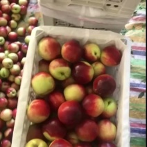 精品枣蜜桃大量上市