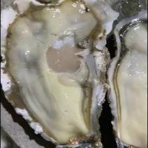 乳山生蚝批发源头工厂没有中间商赚差价一件也是批发价