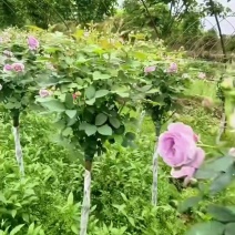 树桩月季，满满花苞含苞待放，花开不断，一树多色四季赏花