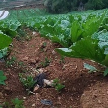 青菜