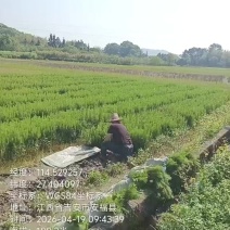 湿地松杯苗