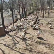 土鹅蛋