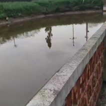 堰塘鱼🐟