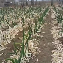 春季发牙葱