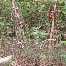 藤本月季，基地大量供应各种规格藤本，花色众多！全国发发货