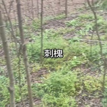 刺槐