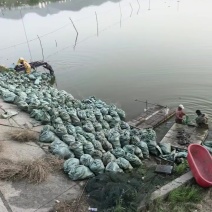 河蚌新鲜现捞河蚌，产地直供，肉质饱满，个大鲜