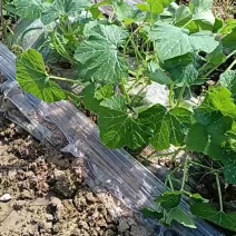 湖南精品盘龙