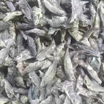水煮老头鱼筛灰整理中