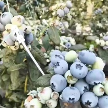 精品蓝莓产地