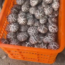 园区产地干香菇
