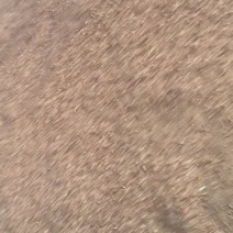 核桃粉育肥快喂牛羊鸡鸭鹅都可以