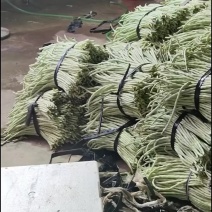 基地直发白豆角精品豇豆新鲜直达量大价优