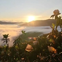 白玉枇杷