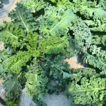 羽衣甘蓝鲜叶大批量出货