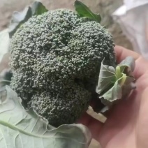 精品西兰花，自己有农残检测