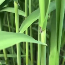 粽叶批发