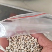 小薏仁米，薏仁米之乡，颗粒饱满，粉白。