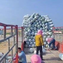海南精品水桶瓜大量上市。