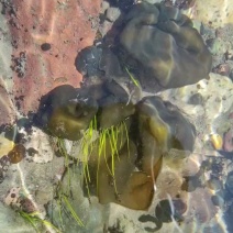 水地皮菜