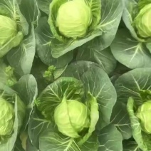 陕西兴平莲花白，无虫眼，无烧心，，对接商超，对接市场。