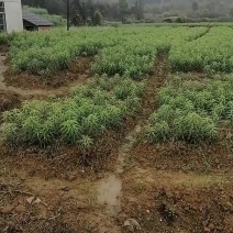 生态种植