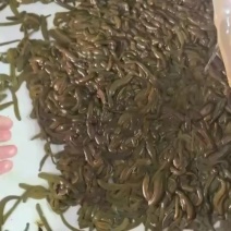 菲牛水蛭蚂蝗品种有成品苗、种苗出售