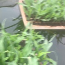 白糯玉米苗