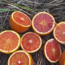 血橙