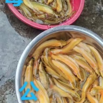 塘角鱼。