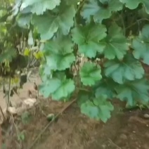 节瓜香芋节瓜****香芋味节瓜基地直供
