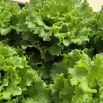 当阳绿沃川花生生菜水培技术
