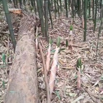 野生竹子