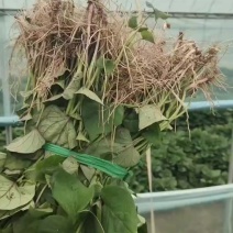 脱毒地瓜秧苗原产地直发大量批发