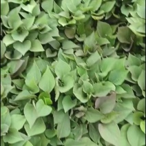 脱毒地瓜红薯秧苗原产地直发大量批发