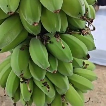 广东苹果蕉大量上市。田头采摘直发。