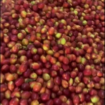 山东油桃