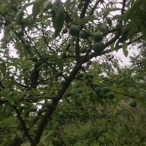 宜宾茵红李