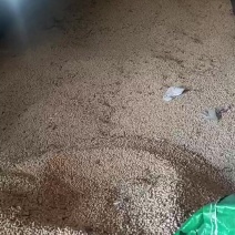 黄豆