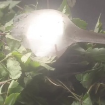 广西藤茶，野生藤茶茶叶茶