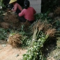 供应优质山苍籽树苗