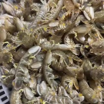 皮皮虾